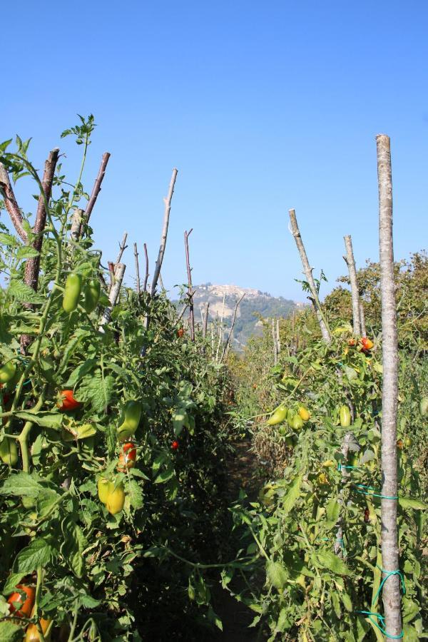Casale Fontanile Bed&Breakfast Smerillo Esterno foto